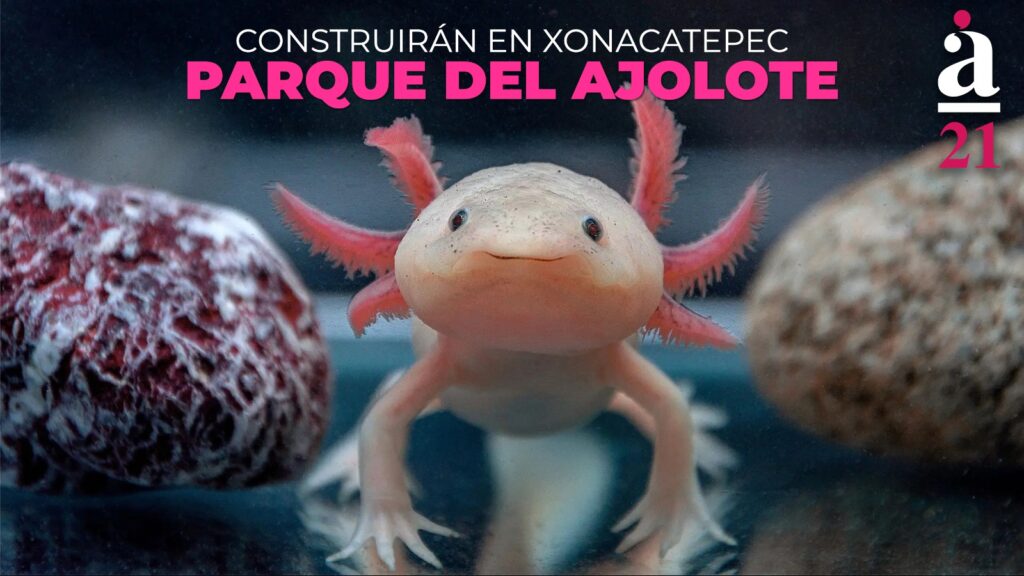 En Puebla se creará un santuario para la conservación y reproducción del ajolote