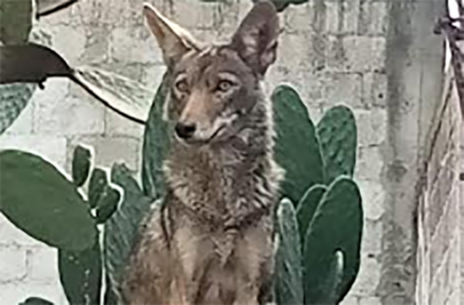 Coyote Recatado en Tecamachalco