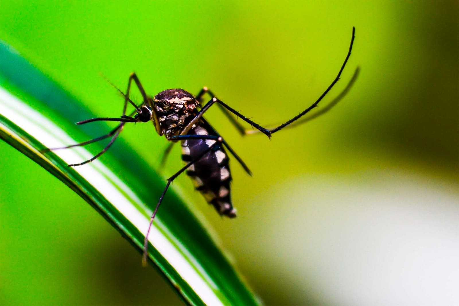 Dengue en Izúcar de Matamoros