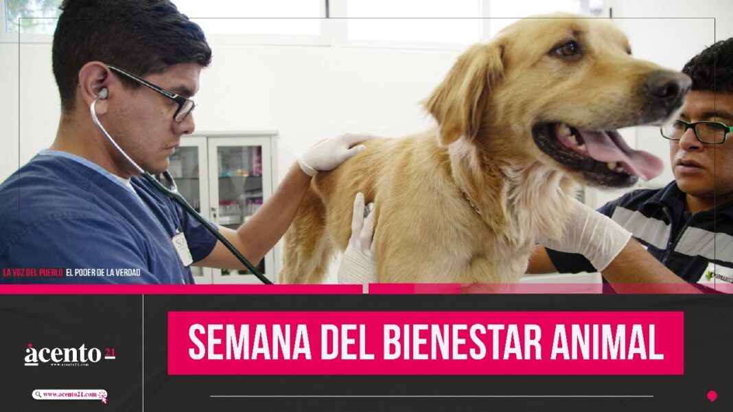 Semana del bienestar animal