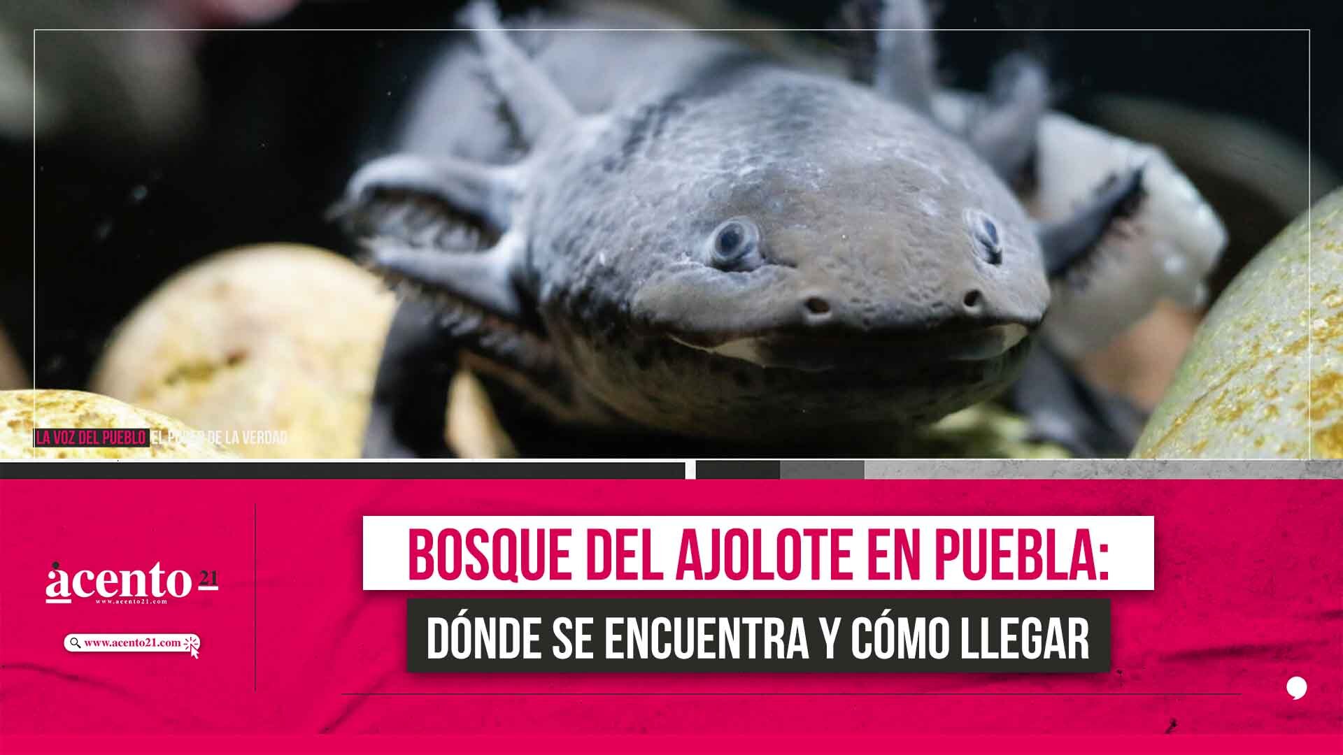 Bosque-del-Ajolote-en-Puebla-Donde-se-encuentra-y-como-llegar-1.jpg