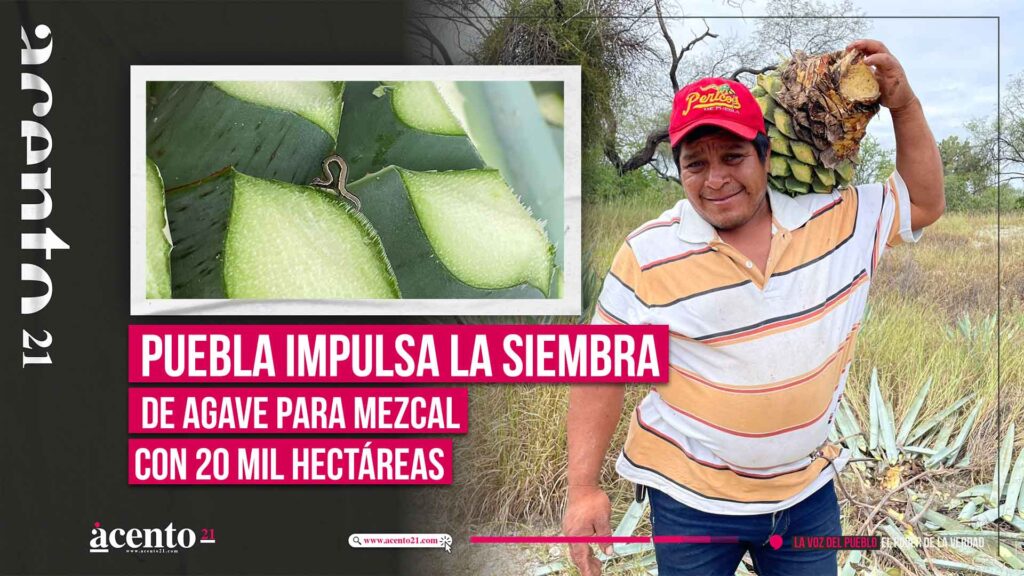 Con programa de Impulso al Agave Mezcalero se siembran 20 mil hectáreas de la planta en Puebla