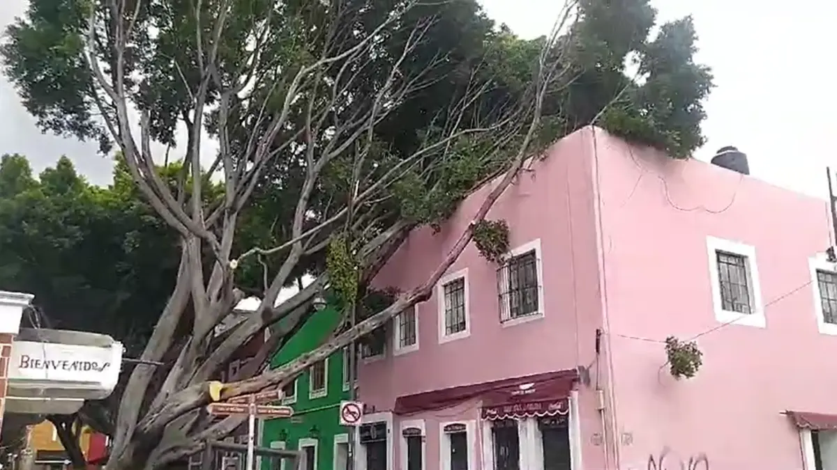 Intensas lluvias derriban árbol del Barrio del Artista de Puebla