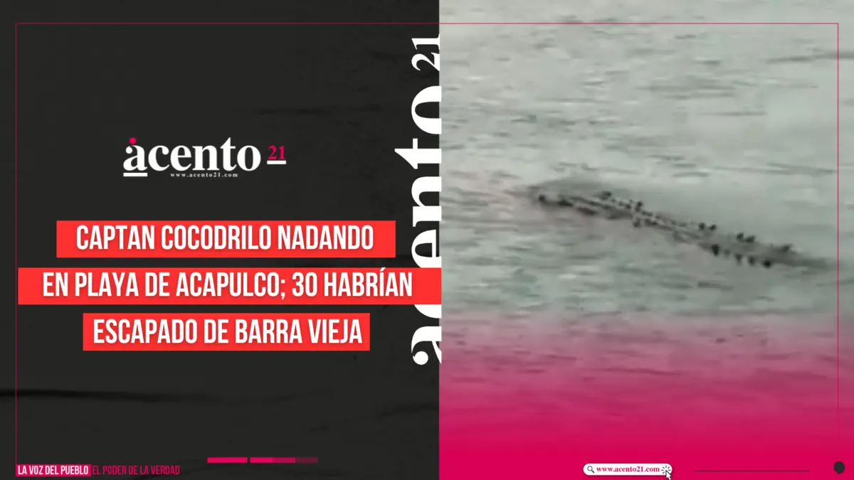 Captan cocodrilo nadando en playa de Acapulco; 30 habrían escapado de Barra Vieja