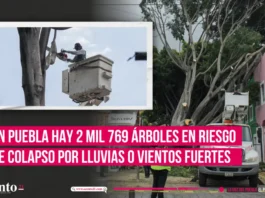 En Puebla hay 2 mil 769 árboles en riesgo de colapso por lluvias o vientos fuertes