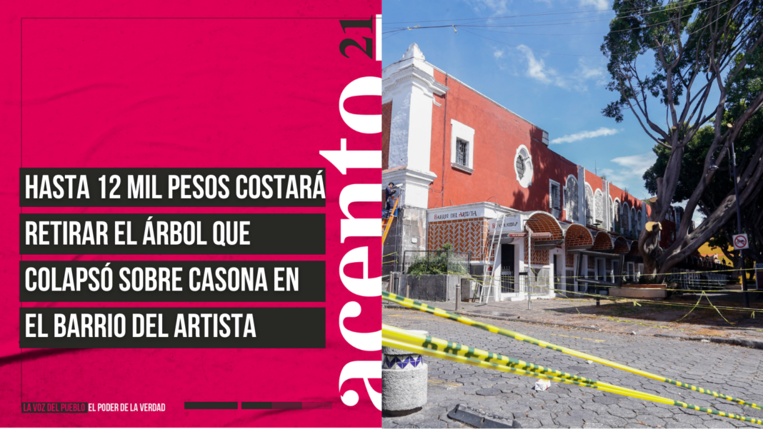 Hasta 12 mil pesos costará retirar el árbol que colapsó sobre casona en el Barrio del Artista