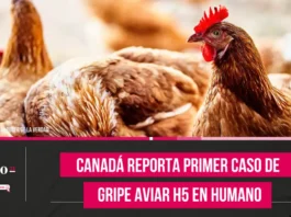 Canadá reporta primer caso de gripe aviar H5 en humano