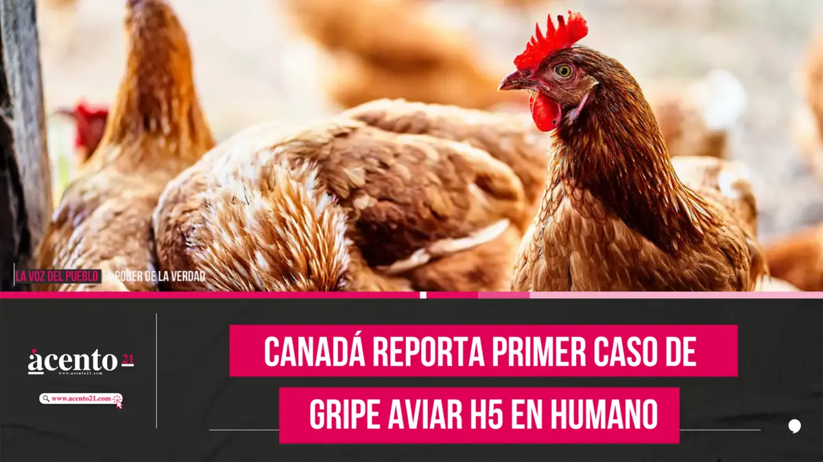 Canadá reporta primer caso de gripe aviar H5 en humano