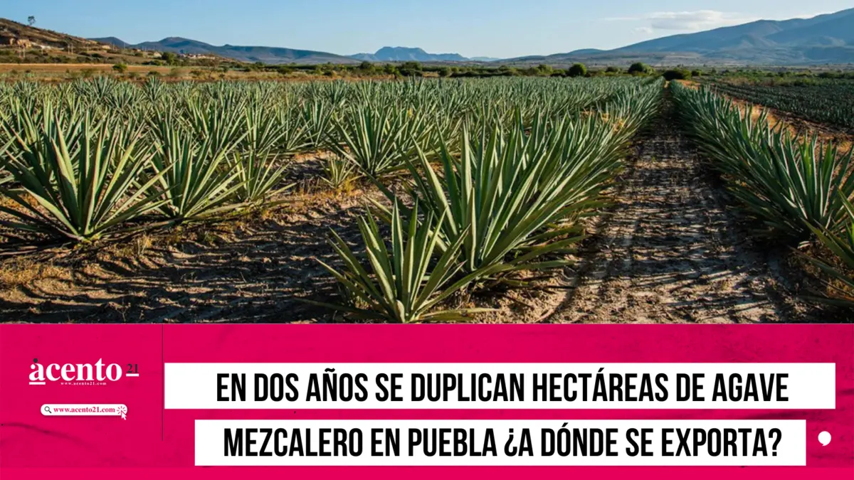 En dos años se duplican hectáreas de agave mezcalero en Puebla ¿a dónde se exporta?