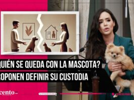 Grace Palomares propone que jueces en Puebla definan custodia de mascotas durante divorcios