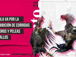 Puebla va por la prohibición de corridas de toros y peleas de gallos