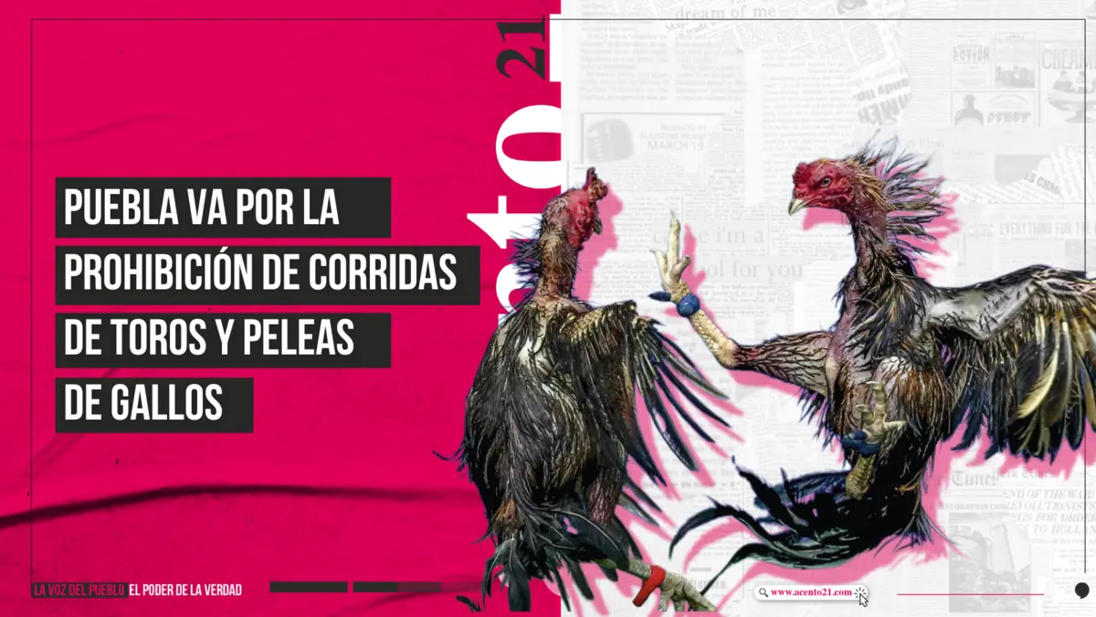 Puebla va por la prohibición de corridas de toros y peleas de gallos