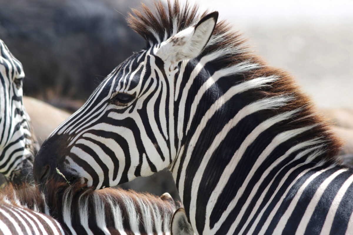 Africam Safari es considerado uno de los atractivos principales de Puebla, el cual cuenta con diversas especies de animales salvajes. 