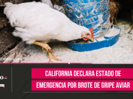 California declara estado de emergencia por brote de gripe aviar