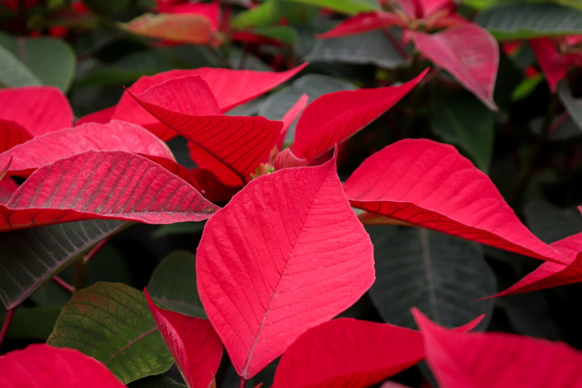 Flor de Nochebuena en Atlixco