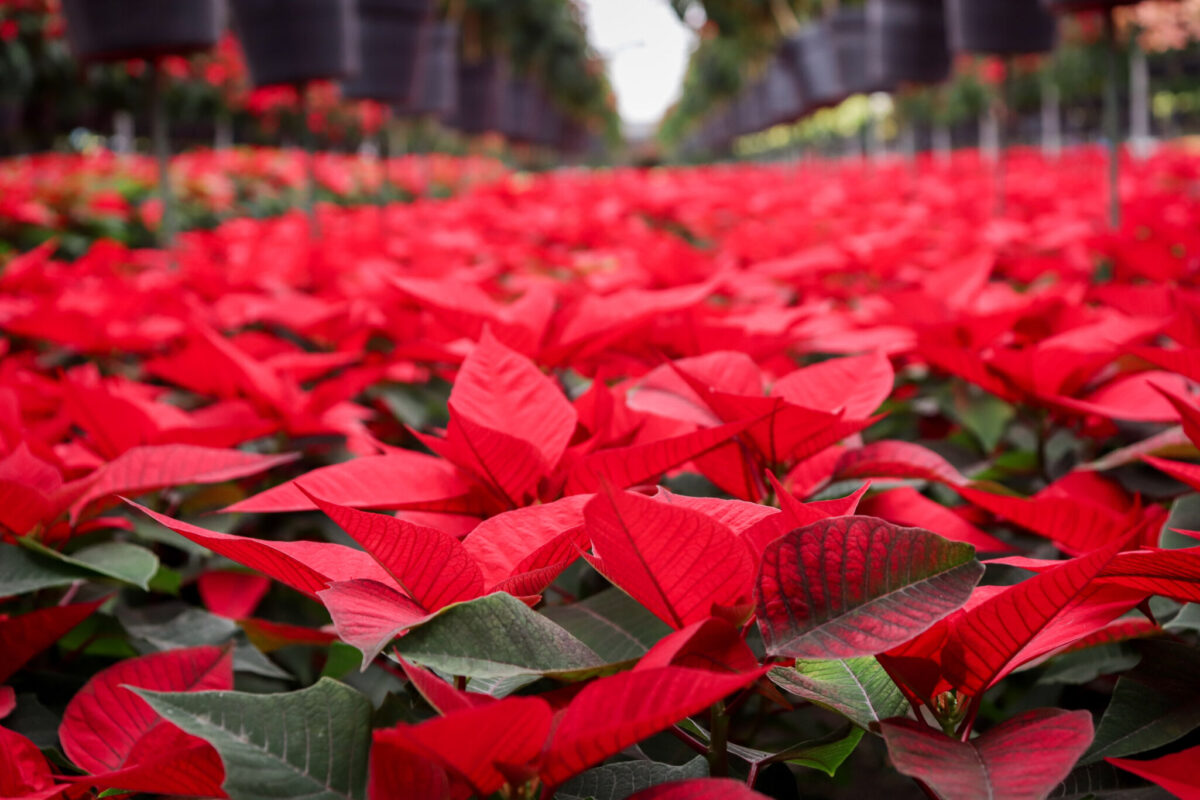 Flor de Nochebuena en Atlixco