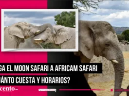 Llega el Moon Safari a Africam Safari ¿cuánto cuesta y horarios