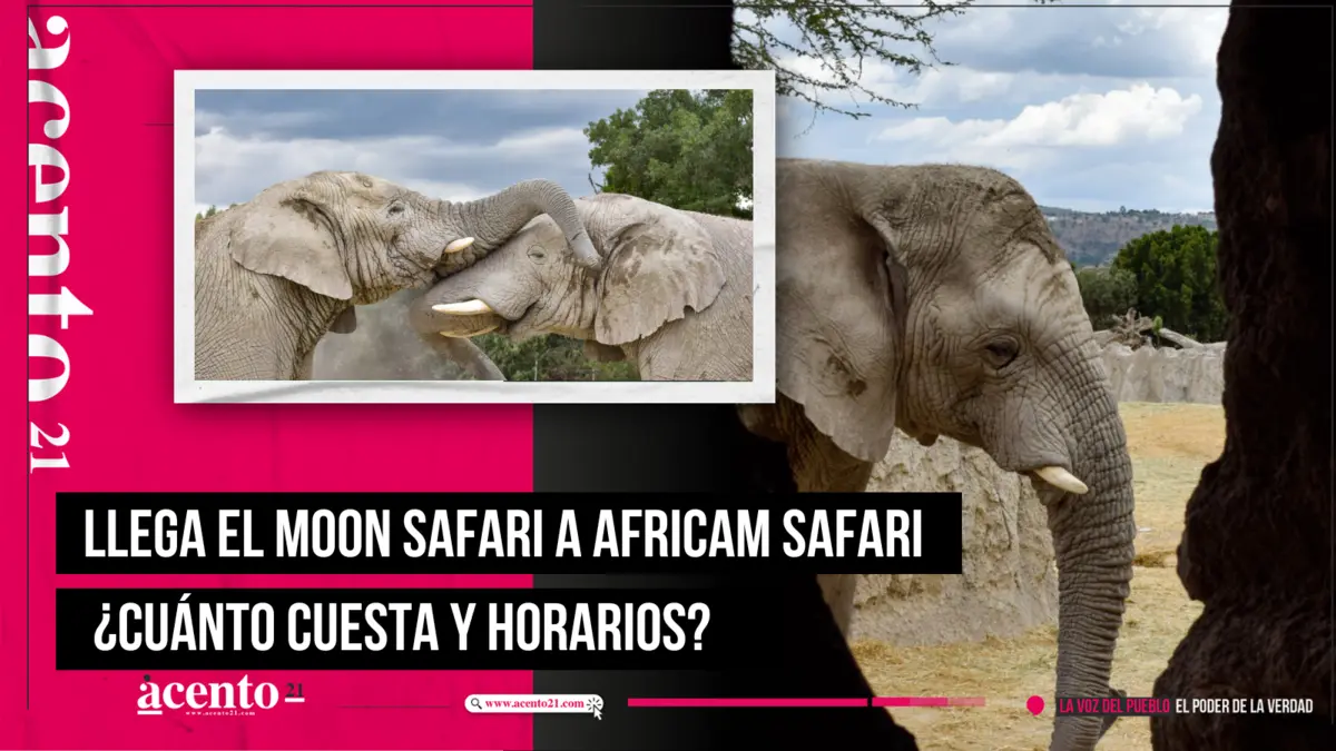 Llega el Moon Safari a Africam Safari ¿cuánto cuesta y horarios