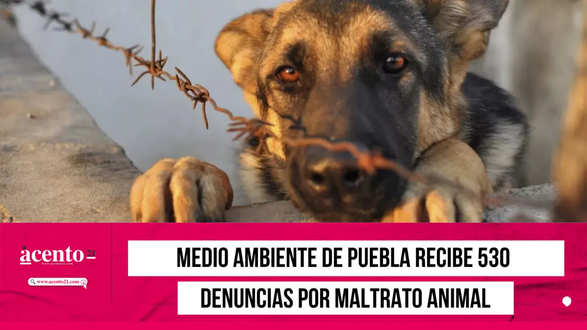 Medio Ambiente de Puebla recibe 530 denuncias por maltrato animal