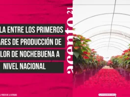 Puebla entre los primeros lugares de producción de la Flor de Nochebuena a nivel nacional