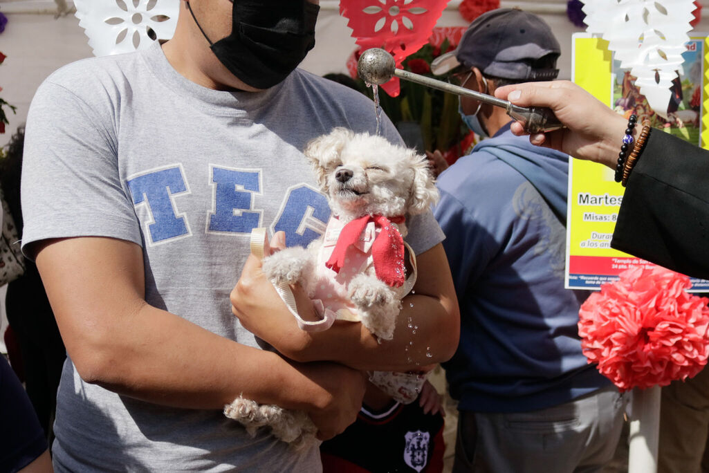 ¿Sabías qué hay una fecha para bendecir a las mascotas en Puebla?