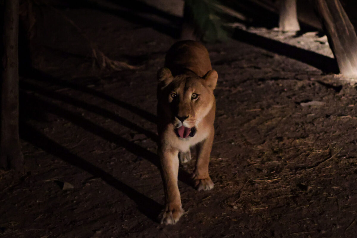 Leona Moon Safari en Africam Safari