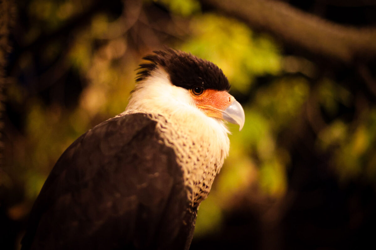 Caracara cheriway Moon Safari en Africam Safari