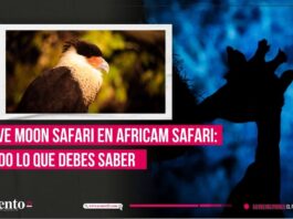 Vive la experiencia Moon Safari en Africam Safari aquí todo lo que tienes que saber