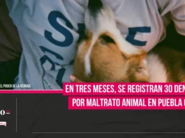 En tres meses, se registran 30 denuncias por maltrato animal en Puebla capital