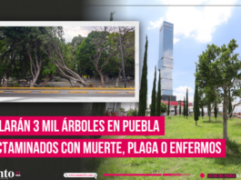 Talarán 3 mil árboles en Puebla