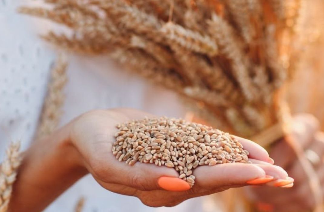 Día Mundial del Cereal, un alimento milenario que nutre nuestro cuerpo.