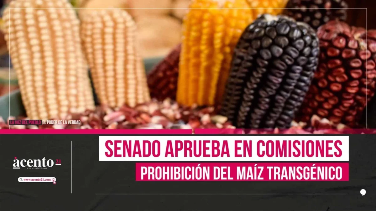 Senado aprueba prohibir maíz transgénico 