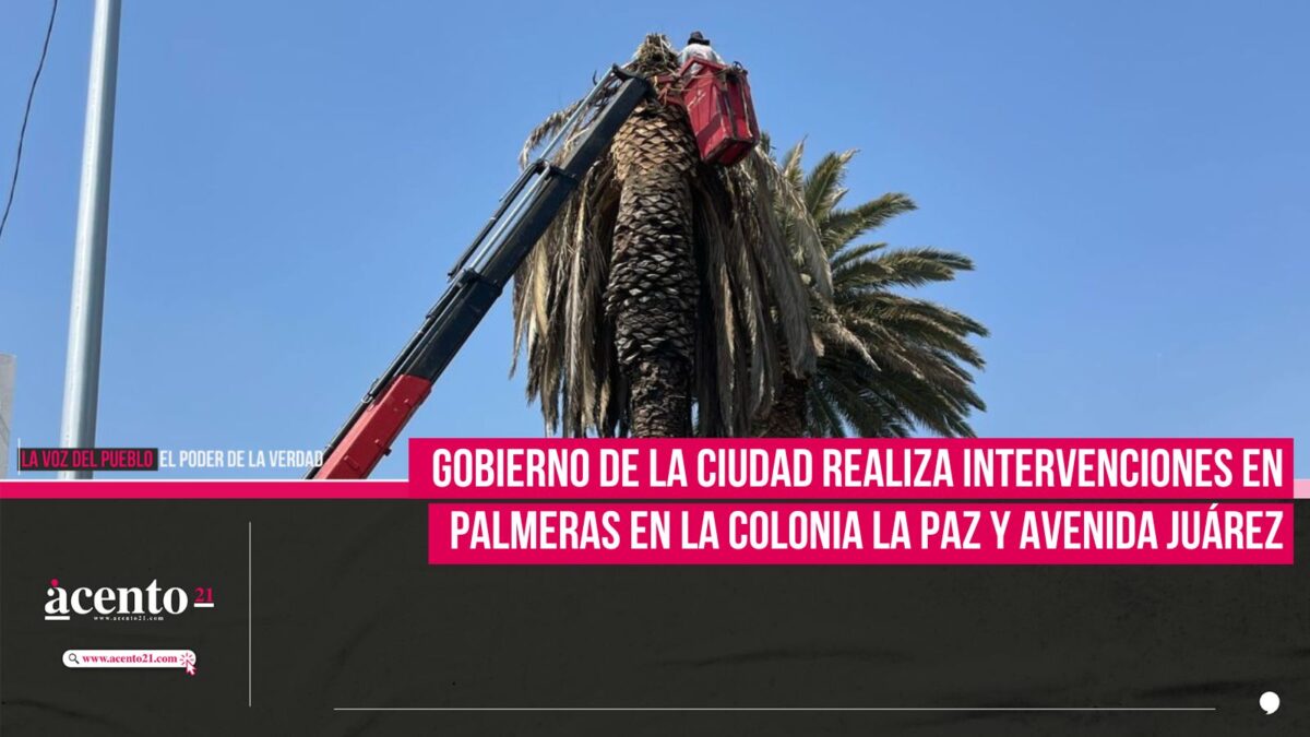 Gobierno de la Ciudad realiza intervenciones en palmeras en la Colonia La Paz y Avenida Juárez