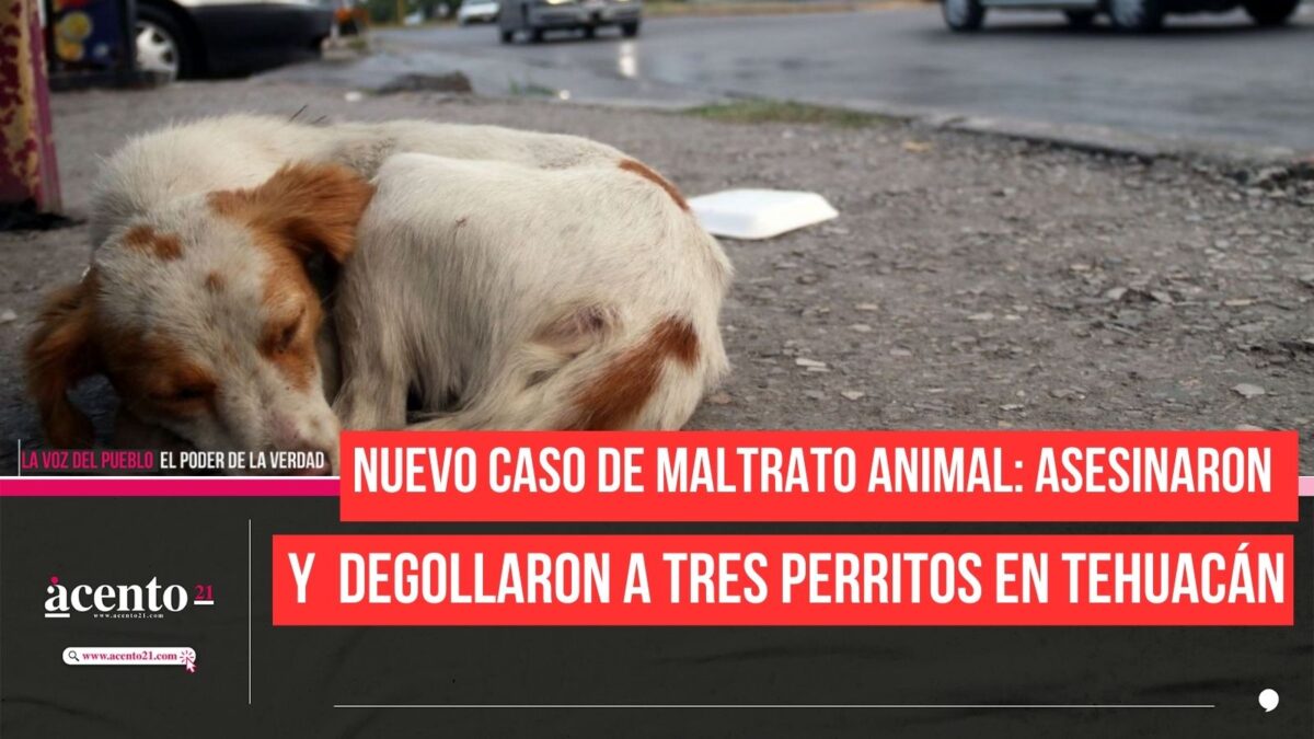 Asesinaron y degollaron a tres perritos en Tehuacán; nuevo caso de maltrato animal