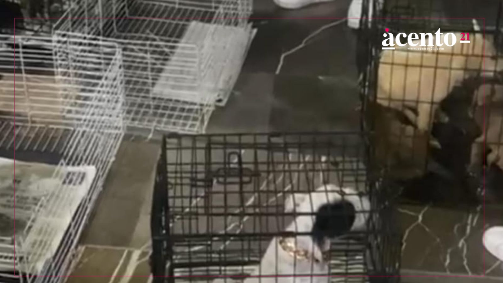 MEDIANTE OPERATIVO INTERINSTITUCIONAL, SGG DECOMISA 12 ANIMALES EN ANALCO
