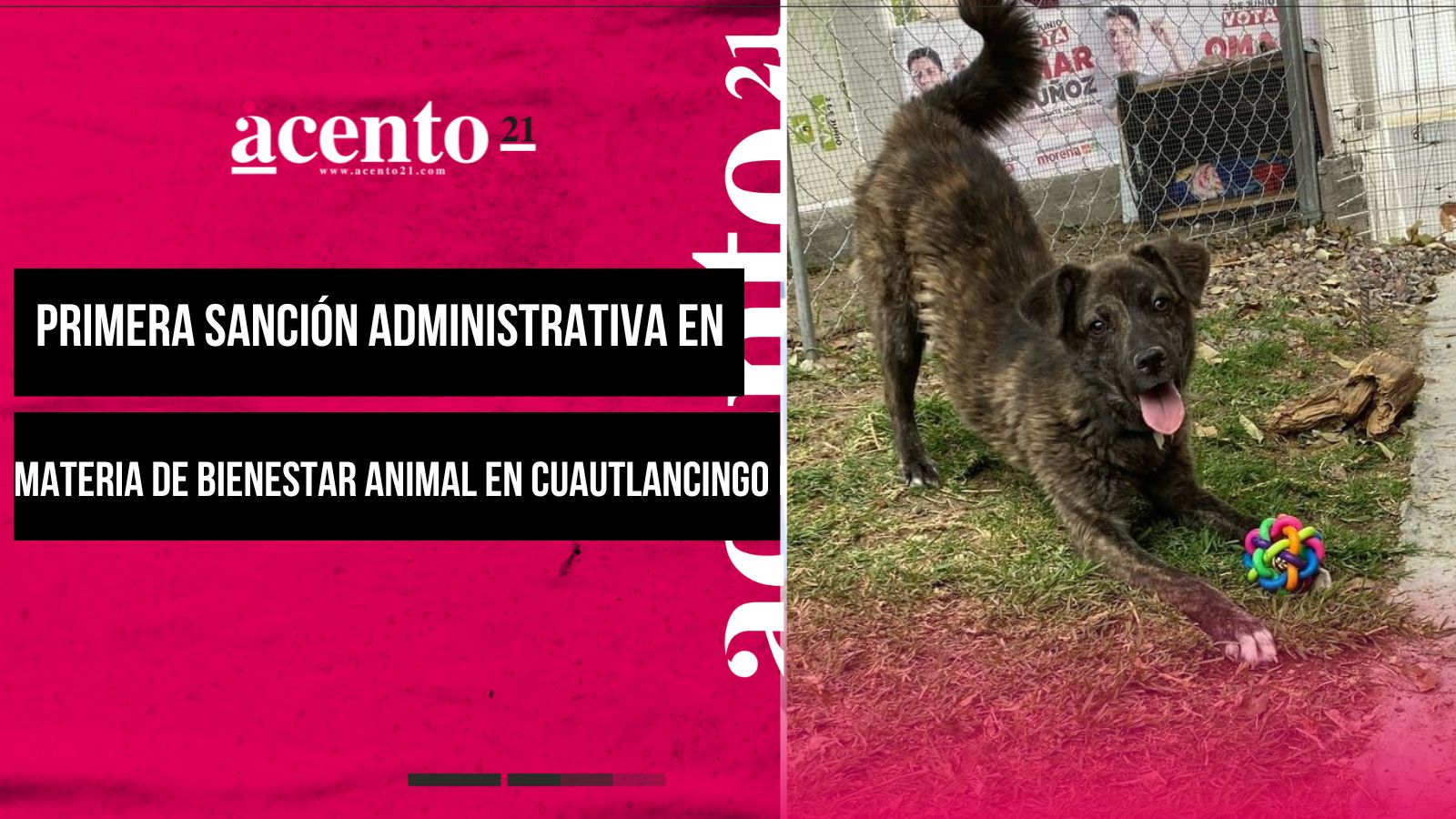 Se logra la primera sanción administrativa en materia de bienestar animal en Cuautlancingo