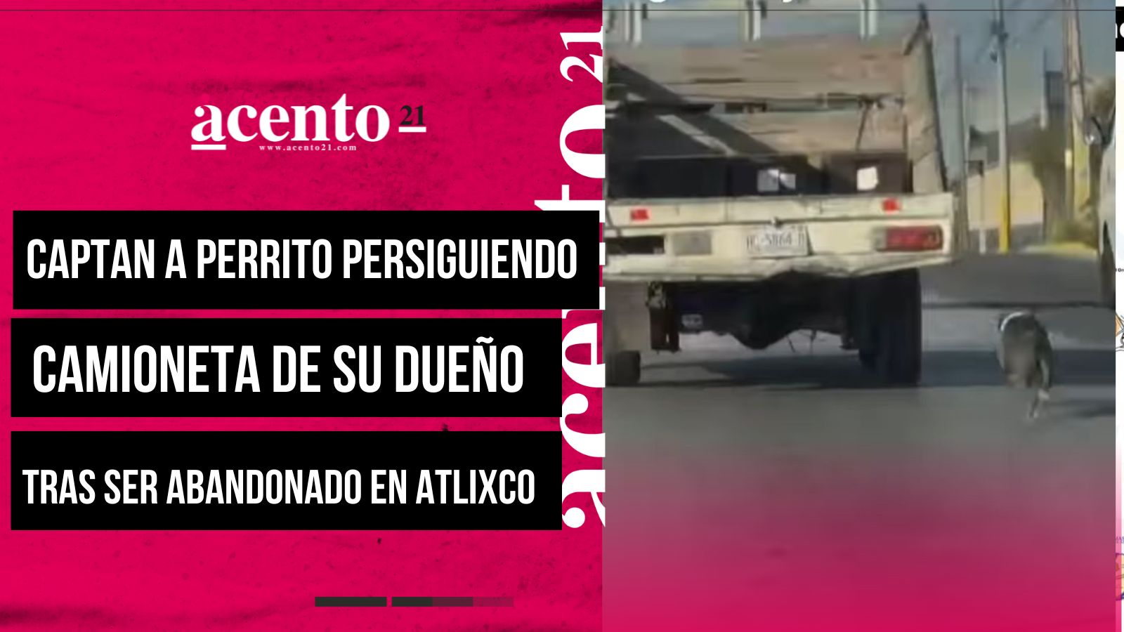 Captan a perrito persiguiendo la camioneta de su dueño tras ser abandonado en Atlixco