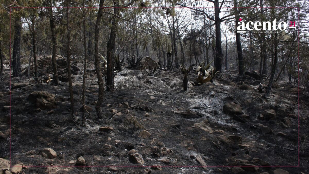 Puebla se ubica sexto estado con más incendios en México durante 2025 Conafor