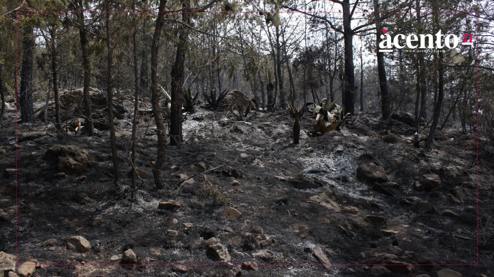 Puebla se ubica sexto estado con más incendios en México durante 2025 Conafor