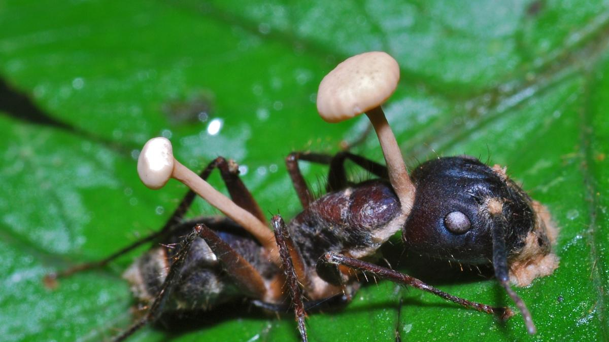 Una vez que invaden a su huésped, toman control de su sistema nervioso, modifican su comportamiento