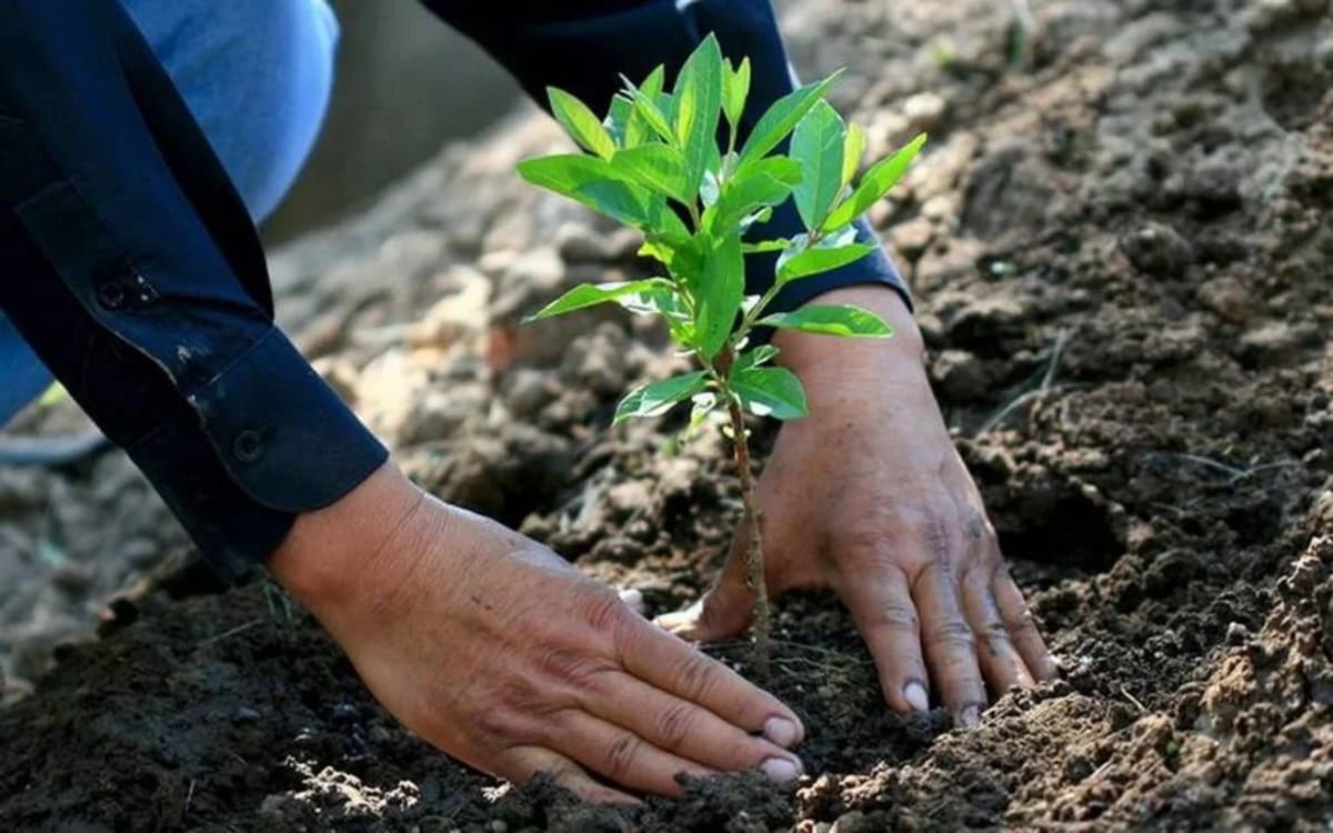 Armenta pondrá en marcha programa de reforestación tras incendios en zona de Libres