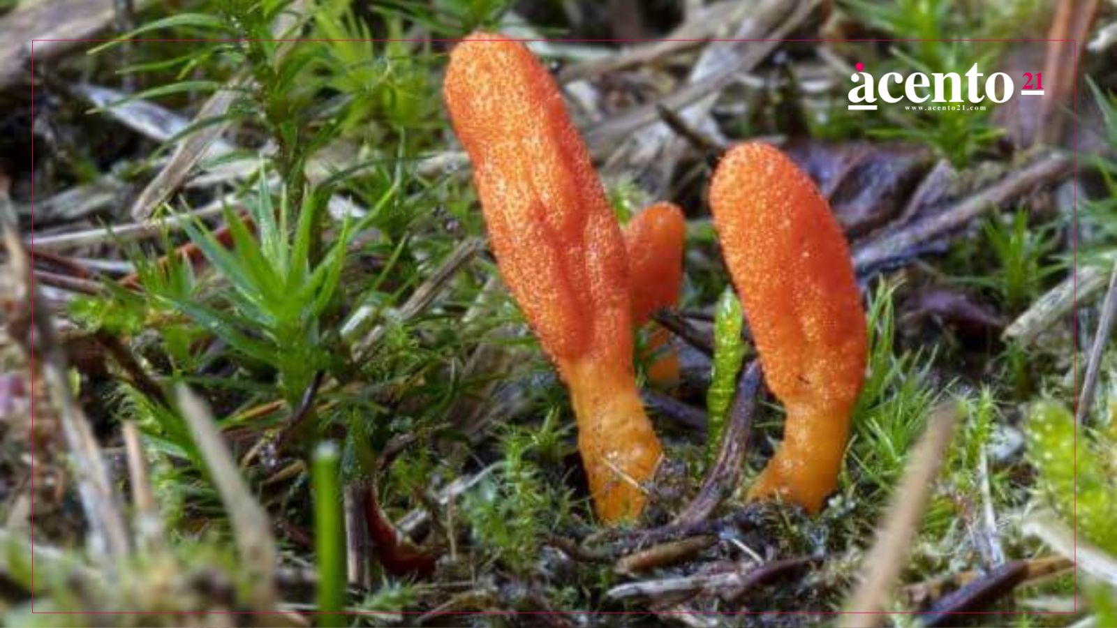 ¿El hongo Cordyceps podría mutar y convertir a los humanos en zombies, como en The Last of Us