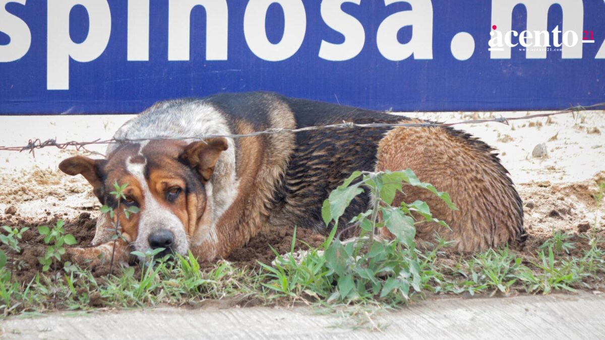 Envenenan a más de 10 perros y gatos en Tianguismanalco