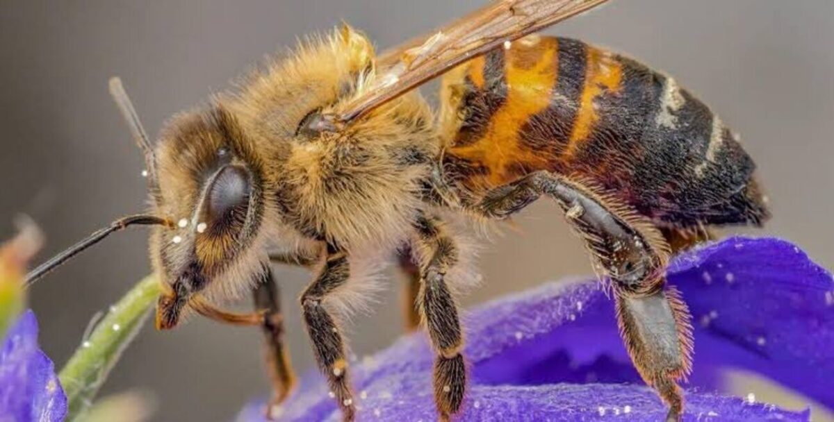 Bety Manrique propone instalación de jardines para abejas en espacios públicos de Puebla