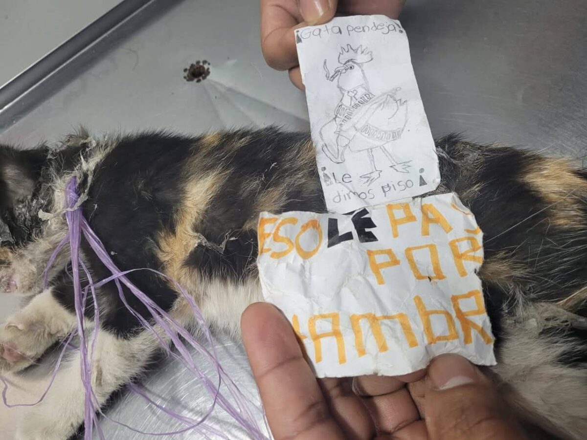 ¡Maltrato animal en Xicotepec! Sujetos agreden y ponen pegamento en cara de una gatita 