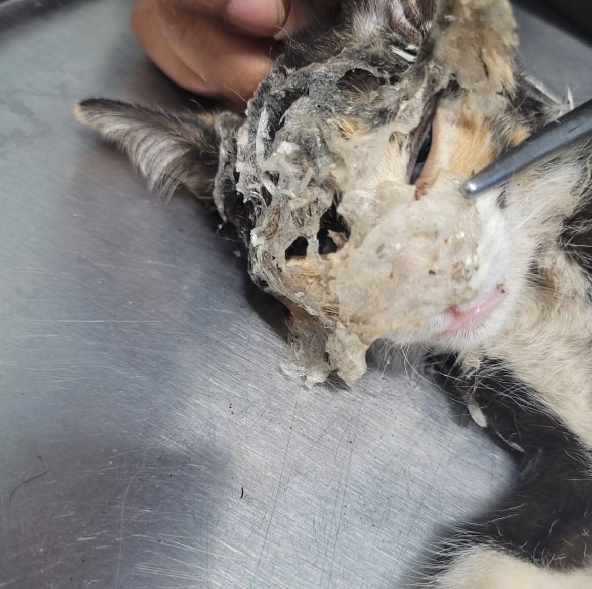 ¡Maltrato animal en Xicotepec! Sujetos agreden y ponen pegamento en cara de una gatita 