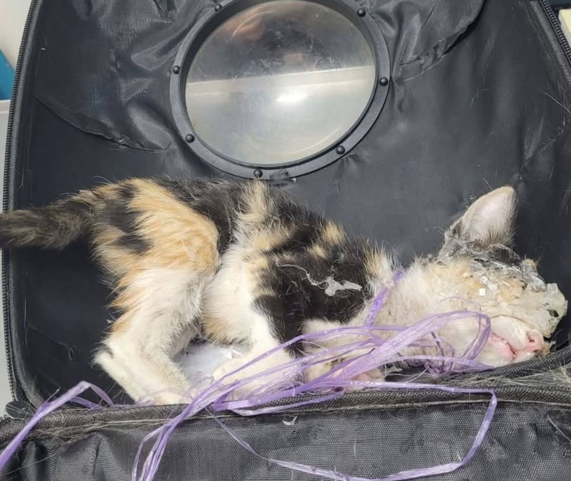 ¡Maltrato animal en Xicotepec! Sujetos agreden y ponen pegamento en cara de una gatita 