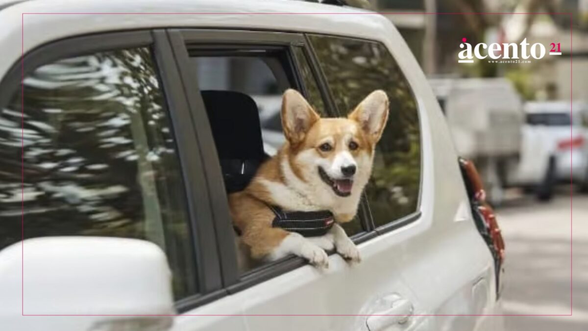 No dejes a tus lomitos en casa, anuncian Uber Pet en Puebla, así funciona