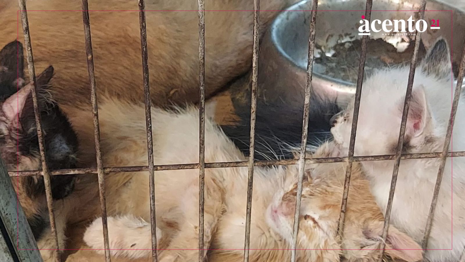 En el mercado Hidalgo exhiben venta de gatitos en mal estado, algunos están muertos