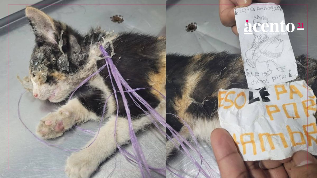 ¡Maltrato animal en Xicotepec! Sujetos agreden y ponen pegamento en cara de una gatita